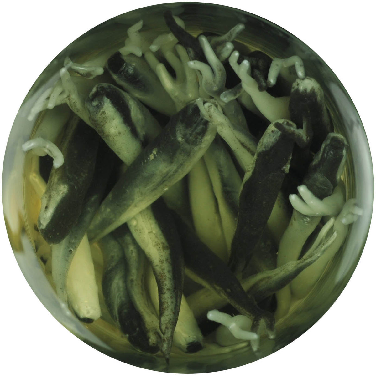 Berkley Gulp! Alive! 1 inch Minnow 2.1 oz. Jar